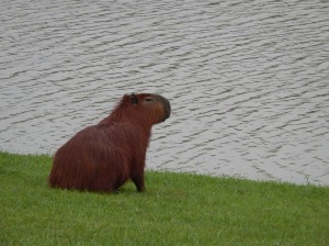 a capybara - largest rodent in the world, somewhat related to the guinea pig