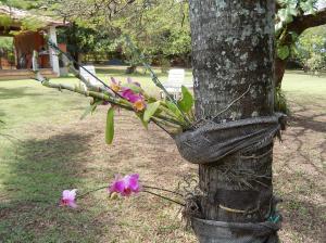 orchids have been grafted onto their trees