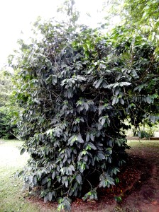 coffee shrub