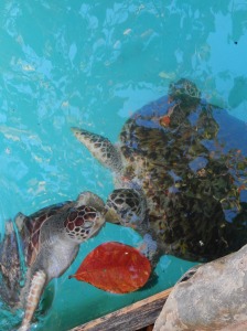 Don caught these sea turtles kissing :)