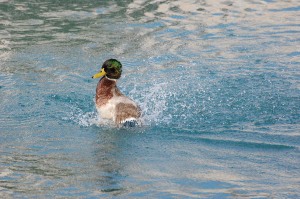 bathing duck