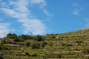 vinyard hills