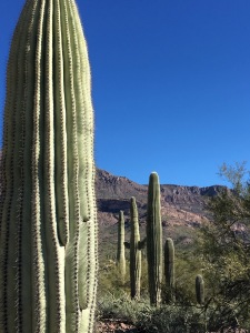 love the saguaro