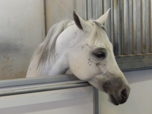 one of the many Arabian horses